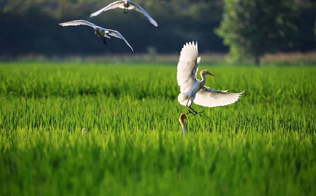 2023年8月7日，鷺鳥在山東省臨沂市郯城縣郯城街道水稻田間飛舞。新華社發(fā)（張春雷 攝）