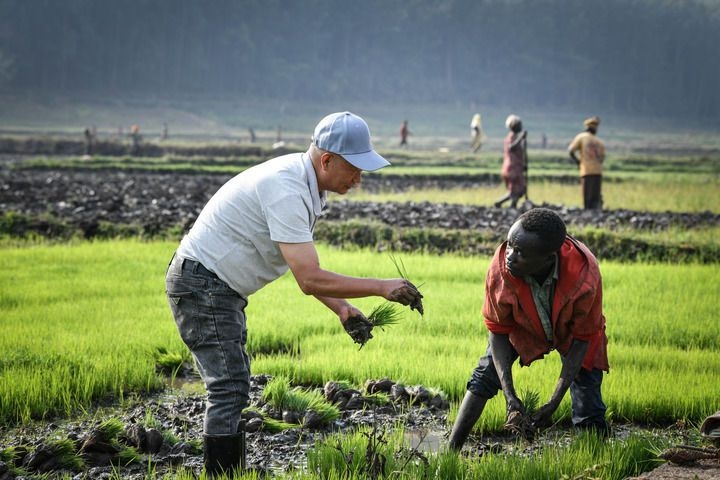 2024年8月14日，在盧旺達(dá)南方省胡耶區(qū)的中國援盧旺達(dá)農(nóng)業(yè)技術(shù)示范中心，水稻專家鄭瑞金（左）在稻田里指導(dǎo)當(dāng)?shù)氐巨r(nóng)進(jìn)行秧苗移栽。新華社記者 韓旭 攝