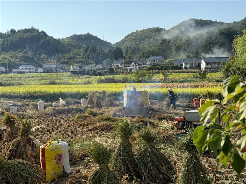 “豐收”是秋天的關鍵詞，田間煙火氣，最撫凡人心。打谷機、蛇皮袋、抱稻禾、捆秸稈……這是鄉(xiāng)土中國廣大農(nóng)村收割稻谷的經(jīng)典場景，也是不少干過農(nóng)活的人的獨家記憶。告別了打谷機，擁抱機械化，改變的是生產(chǎn)工具，不變的是三農(nóng)情懷。農(nóng)為邦本，本固邦寧，每一個親吻土地、珍惜糧食的日子都值得被尊敬，被緬懷，被憧憬?？疾靾F中的謝里克·科爾茹姆巴耶夫是《哈薩克斯坦實業(yè)報》的總編輯，也是一位“生活觀察家”，田間里揮汗收割的村民引起了他的興趣，他感嘆道：人們勞作的過程總是令人賞心悅目。這就是中外共鳴的“鄉(xiāng)愁”吧。 （烏茲別克斯坦《人民言論報》副總編輯魯斯蘭·肯扎耶夫攝）