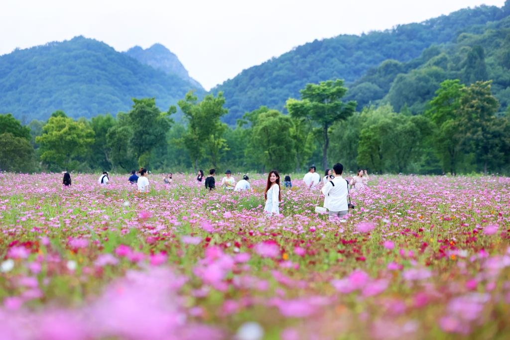 6月8日，游人在浙江省杭州市西湖區(qū)雙浦鎮(zhèn)銅鑒湖畔的花海中游覽。新華社發(fā)（周方玲 攝）