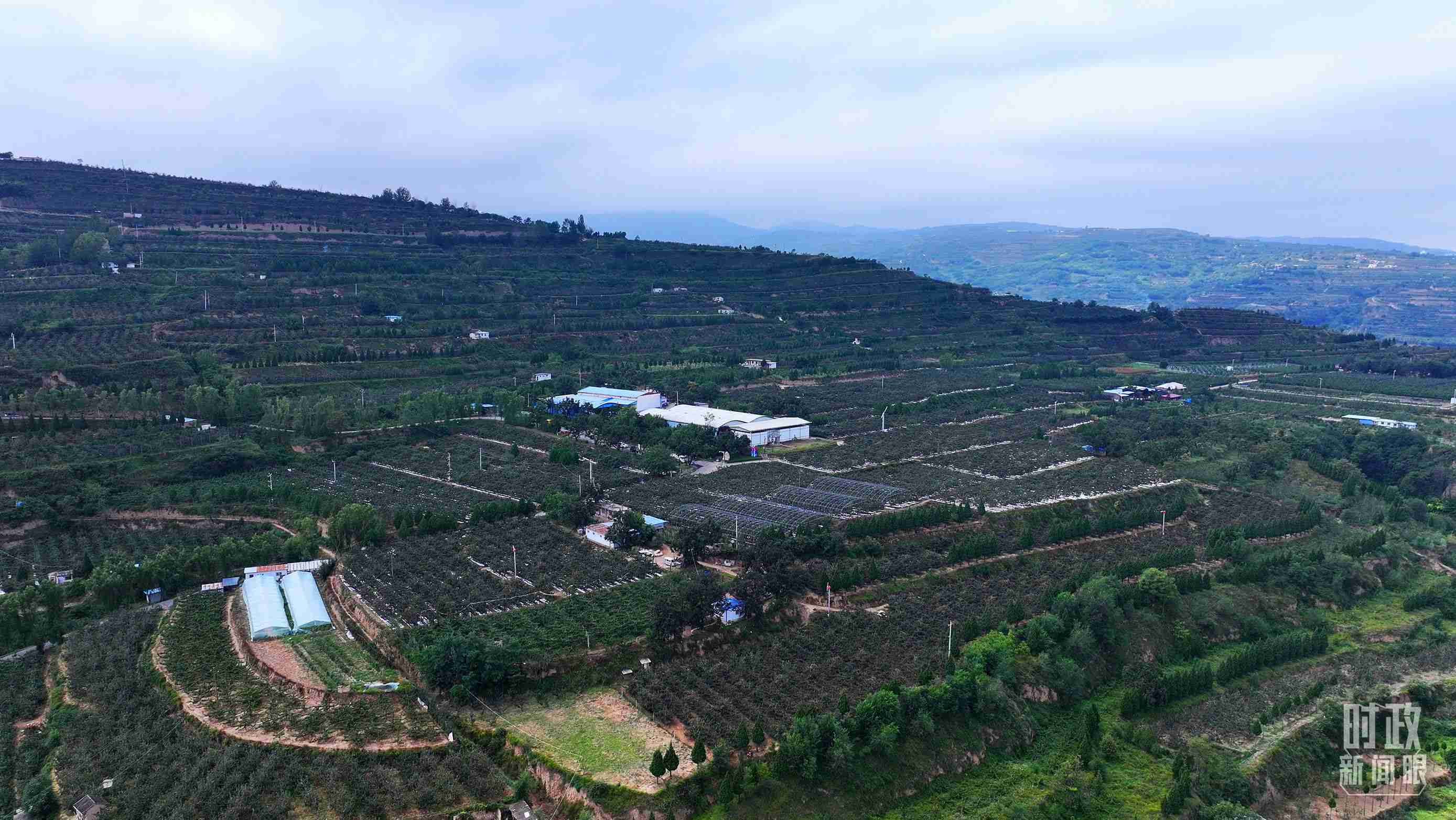 △ 麥積區(qū)南山花牛蘋果基地。（總臺央視記者范凱拍攝）