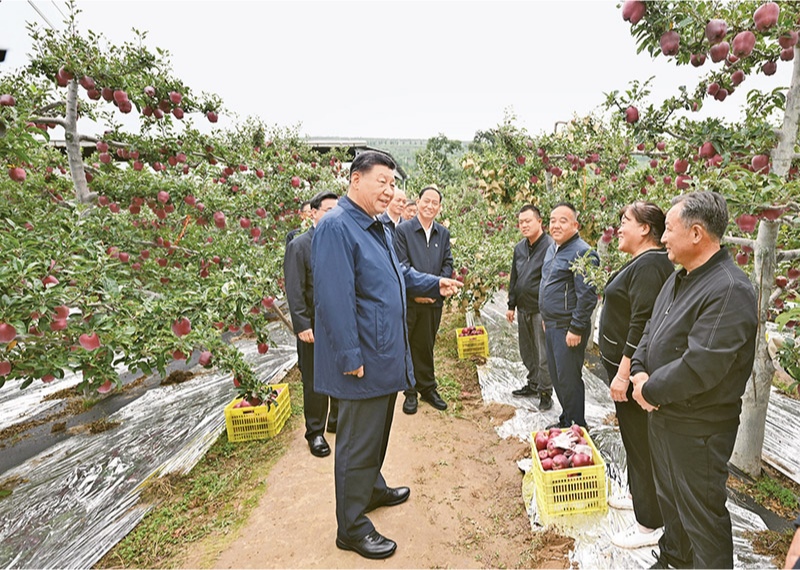 2024年9月10日至13日，中共中央總書記、國家主席、中央軍委主席習近平在甘肅考察。這是11日上午，習近平在天水市麥積區(qū)南山花牛蘋果基地考察時，走進果林了解相關(guān)種植、技術(shù)和管理情況。 新華社記者 謝環(huán)馳/攝