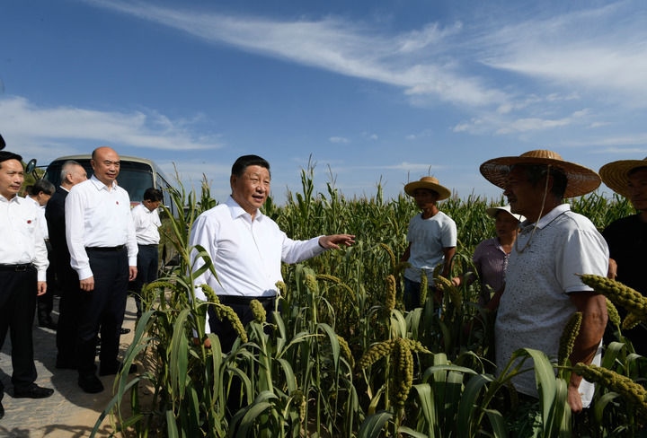 2021年9月13日至14日，中共中央總書記、國家主席、中央軍委主席習(xí)近平在陜西省榆林市考察。這是13日下午，習(xí)近平在米脂縣銀州街道高西溝村臨時下車，察看糧食作物長勢，同正在田間勞作的老鄉(xiāng)拉家常。新華社記者 李學(xué)仁 攝