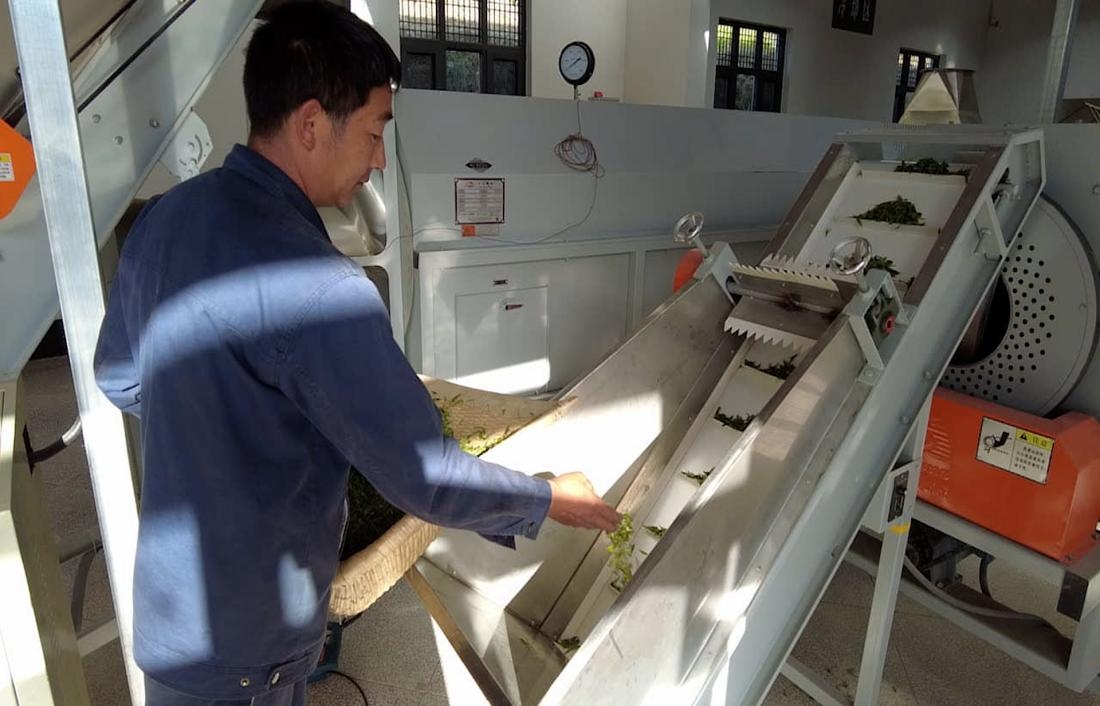  茶廠工人正在查看茶青質(zhì)量。 受訪者供圖