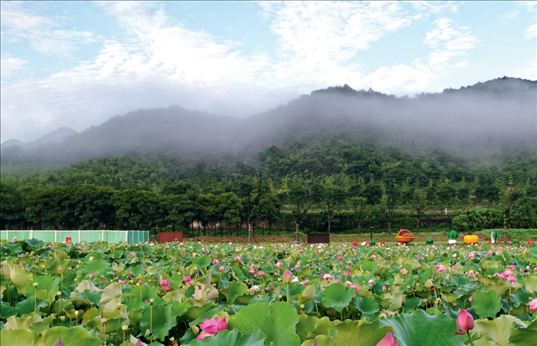 余村荷花池景色秀美。