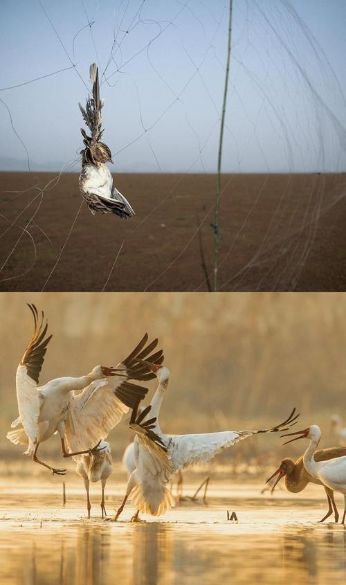 拼版圖片：圖為2011年和2023年鄱陽(yáng)湖區(qū)的變化，曾經(jīng)湖區(qū)內(nèi)分布有捕鳥網(wǎng)，如今人與自然和諧共生的理念深入人心。攝影：傅建斌 周海燕 制作：賈稀荃