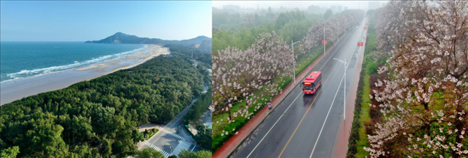 拼版照片：左圖為位于東山縣金鑾灣沿岸的木麻黃防護(hù)林帶（無(wú)人機(jī)照片，新華社記者 姜克紅 攝）；右圖為2021年4月20日在蘭考縣焦裕祿干部學(xué)院附近拍攝的泡桐花（無(wú)人機(jī)照片，新華社記者 郝源 攝）。