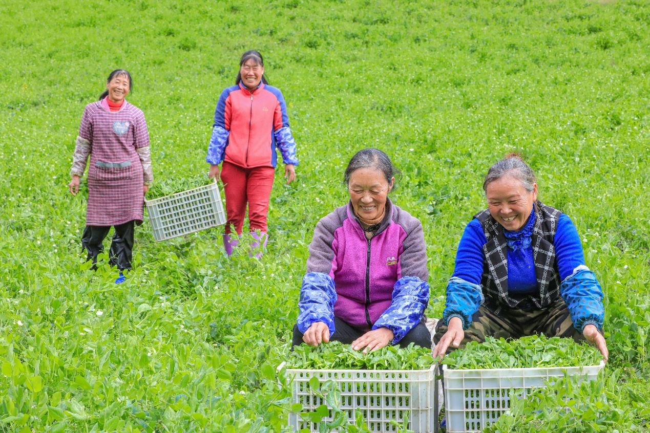 在四川省阿壩藏族羌族自治州馬爾康市馬爾康鎮(zhèn)納足村，當(dāng)季蔬菜喜獲豐收，群眾正在忙著采收、裝箱供應(yīng)市場。來源：人民圖片