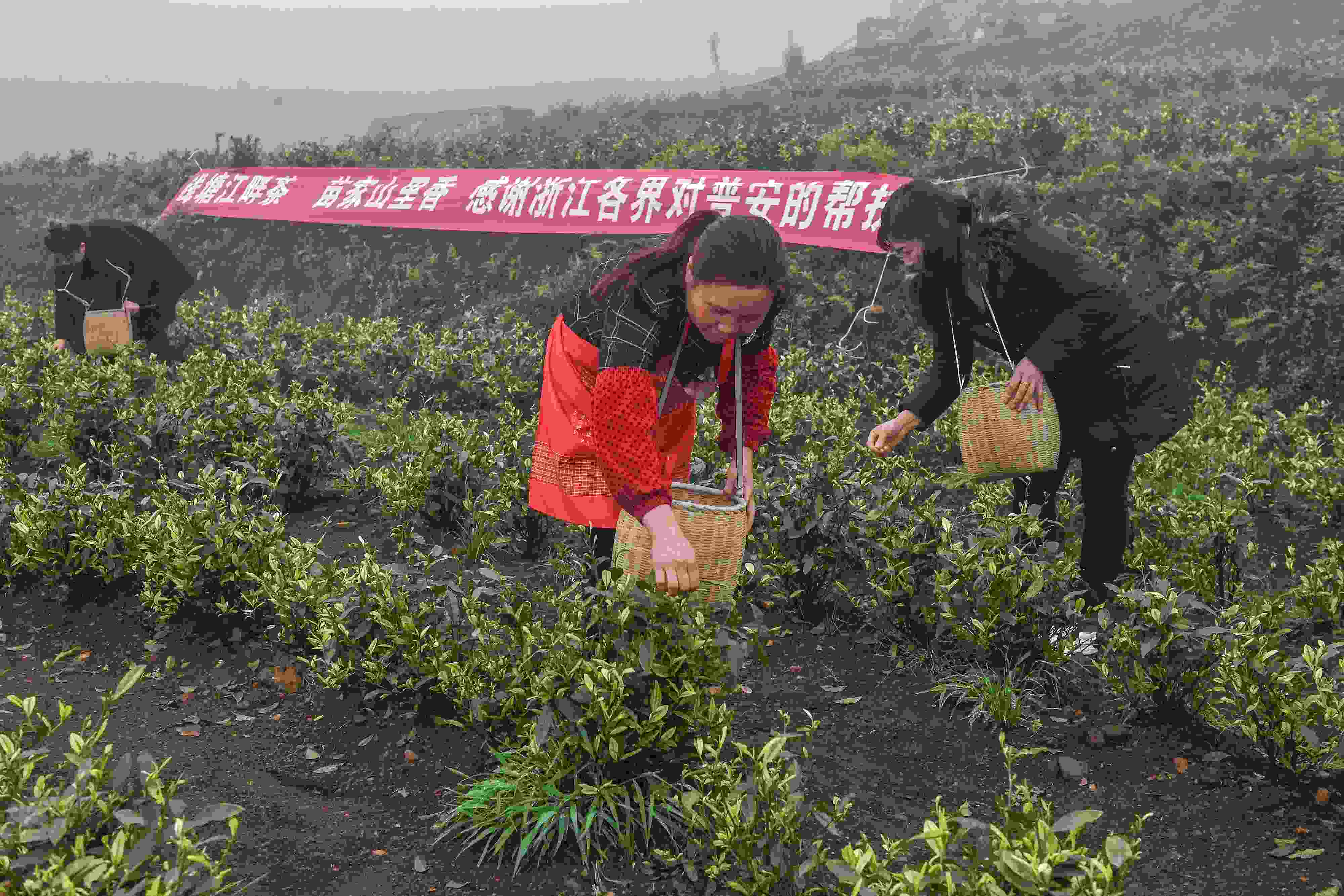 2021年4月14日，工人在貴州省黔西南州普安縣地瓜鎮(zhèn)屯上村“白葉一號(hào)”感恩茶園采茶。這片茶園由浙江省安吉縣捐贈(zèng)。