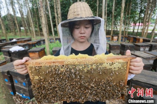 吳素英查看蜂蜜產(chǎn)蜜情況。湯曉逵 攝