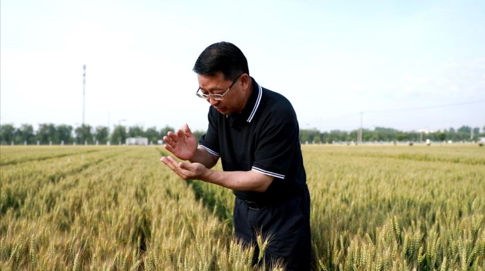 張福鎖在曲周查看小麥長(zhǎng)勢(shì)。受訪者供圖