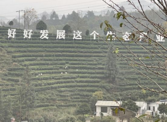 景寧畬族自治縣澄照鄉(xiāng)三石村馬嶺頭茶葉基地。劉軍國攝