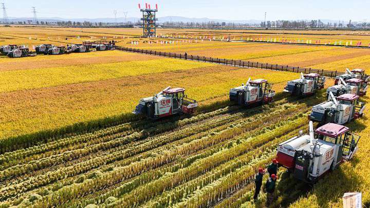 2024年9月22日，在黑龍江省重要糧食產(chǎn)區(qū)哈爾濱市方正縣的稻田中，農(nóng)機(jī)開啟“黑龍江秋收第一鐮”作業(yè)（無(wú)人機(jī)照片）。新華社記者 王松 攝