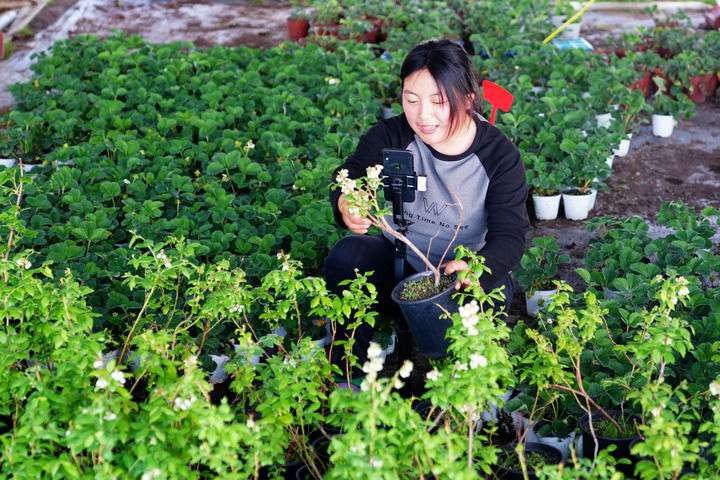 2024年4月27日，在山東省惠民縣姜樓鎮(zhèn)立冉果蔬種植合作社，工作人員在直播賣藍(lán)莓苗。新華社記者 郭緒雷 攝