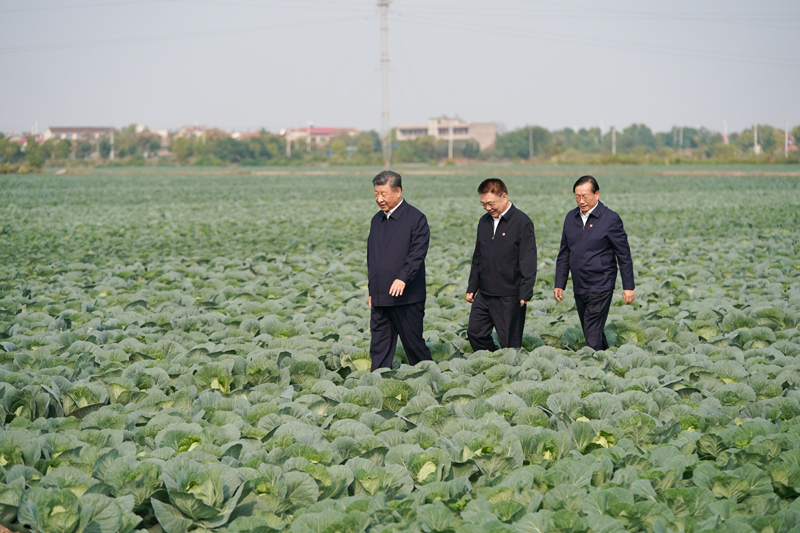 2024年11月5日，習(xí)近平總書記在湖北嘉魚潘家灣鎮(zhèn)十里蔬菜長廊考察。