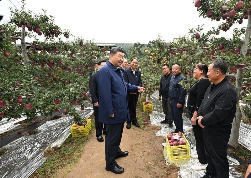 △2024年9月11日，習(xí)近平總書記在甘肅天水市麥積區(qū)南山花牛蘋果基地考察時(shí)，走進(jìn)果林了解相關(guān)種植、技術(shù)和管理情況。