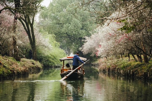 杭州西溪濕地，河岸梅花盛開。圖片來源：視覺中國(guó)