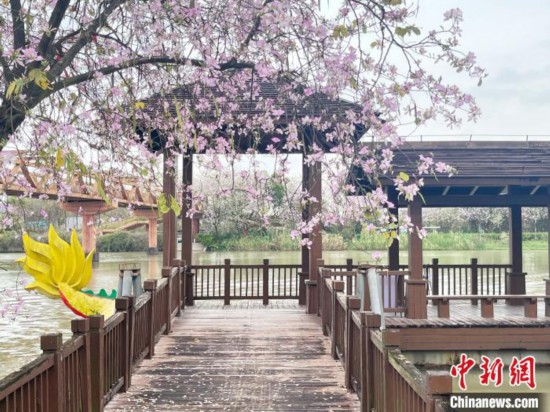 3月7日，廣州海珠國家濕地公園宮粉紫荊花海吸引游人。中新社記者 許青青 攝