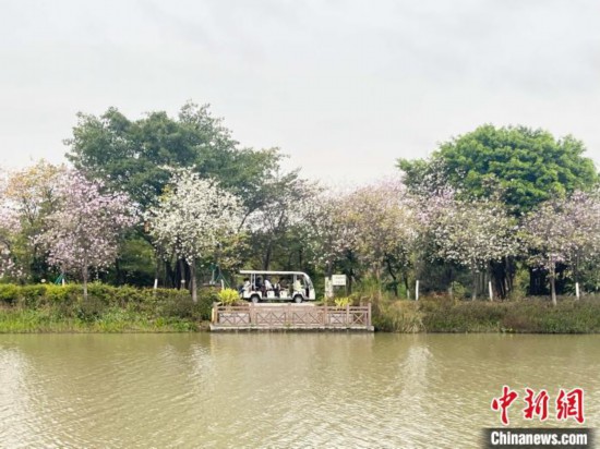 3月7日，廣州海珠國家濕地公園宮粉紫荊花海吸引游人。中新社記者 許青青 攝