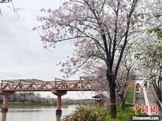 3月7日，廣州海珠國家濕地公園宮粉紫荊花海吸引游人。中新社記者 許青青 攝
