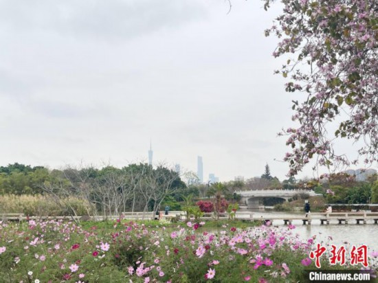 每年三月，廣州海珠國家濕地公園迎來最具標志性的景觀之一——宮粉紫荊花海，公園內(nèi)的石榴崗河沿岸兩側(cè)，數(shù)千株宮粉紫荊綿延3.2公里，粉紅與粉白的花朵交織如云，頗為浪漫。據(jù)悉，宮粉紫荊因其耐濕性強、花期長的特性，是廣州海珠國家濕地公園生態(tài)修復的優(yōu)選樹種。近年來通過科學管養(yǎng)，花量相較往年明顯增加，盛花期持續(xù)近一個月時間，預計浪漫景致將延續(xù)至清明前。圖為3月7日，廣州海珠國家濕地公園宮粉紫荊花海吸引游人。中新社記者 許青青 攝