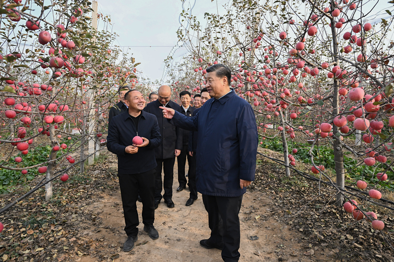 2022年10月26日，習(xí)近平總書記在陜西省延安市安塞區(qū)高橋鎮(zhèn)南溝村的蘋果園里同老鄉(xiāng)們親切交流。