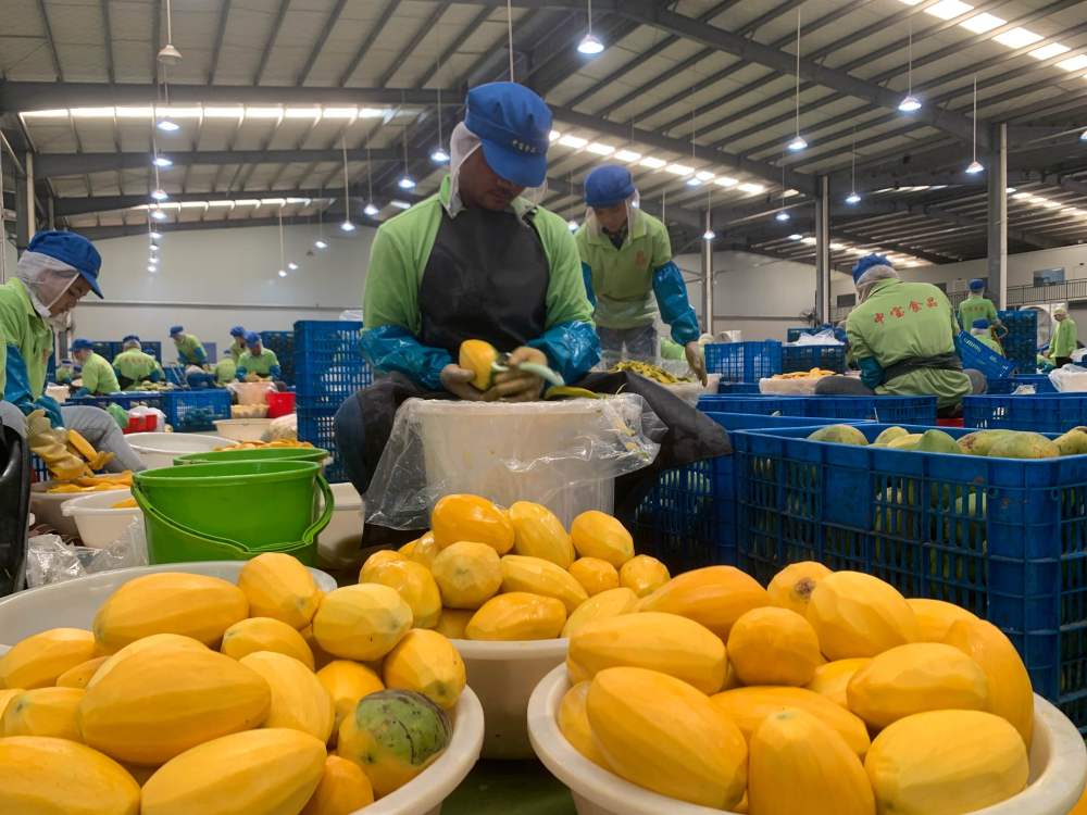 2023年3月7日，工作人員在柬埔寨磅士卑省的中寶（柬埔寨）食品科技有限公司處理芒果。自區(qū)域全面經(jīng)濟(jì)伙伴關(guān)系協(xié)定（RCEP）生效實(shí)施以來(lái)，柬埔寨的農(nóng)產(chǎn)品正在更加便利地進(jìn)入中國(guó)市場(chǎng)。