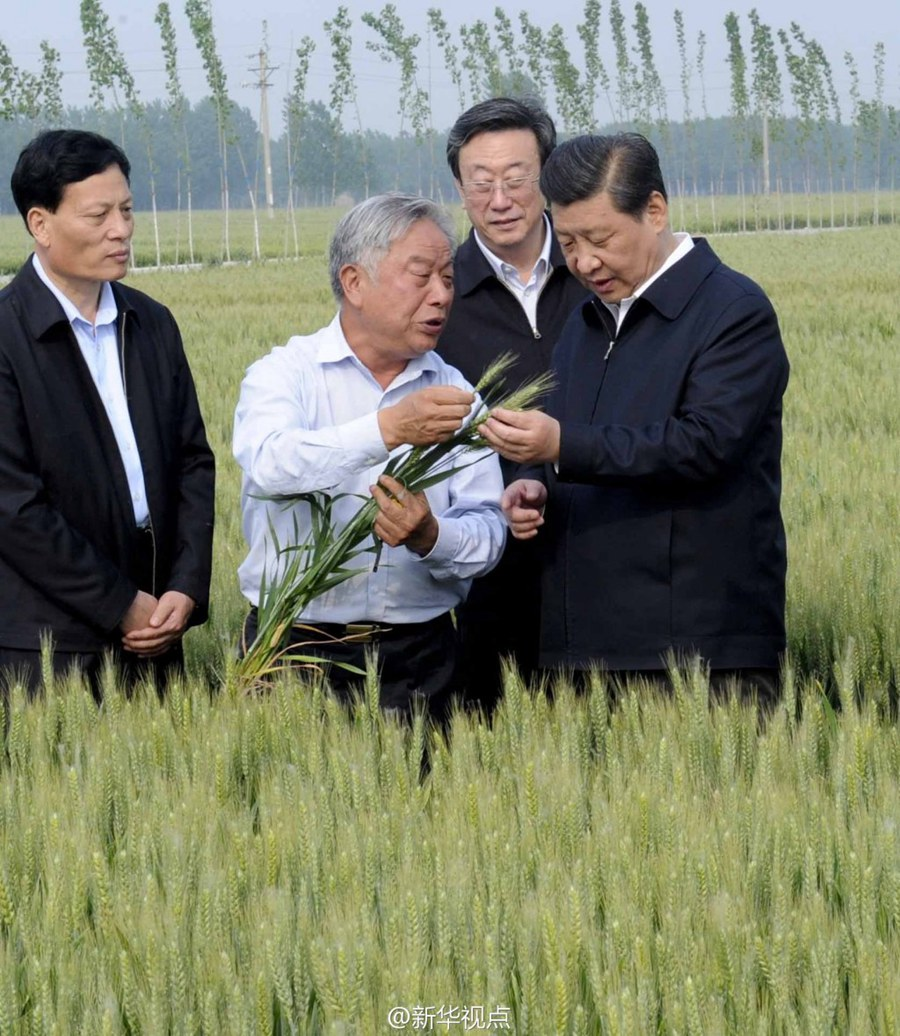 2014年5月，習(xí)近平總書(shū)記在河南省尉氏縣張市鎮(zhèn)高標(biāo)準(zhǔn)糧田察看小麥長(zhǎng)勢(shì)。