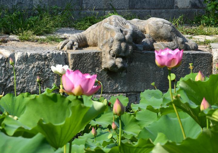 萬(wàn)寧橋位于北京地安門(mén)外大街中部、什剎海東岸，是北京中軸線上最古老的橋梁，至今已有700多年歷史。近年來(lái)，北京市持續(xù)為萬(wàn)寧橋“瘦身減負(fù)”，橋體風(fēng)貌得以完整展現(xiàn)，方便游客走近欣賞，深入了解古橋承載的價(jià)值和內(nèi)涵。這是2023年7月18日拍攝的北京萬(wàn)寧橋橋東的鎮(zhèn)水獸。